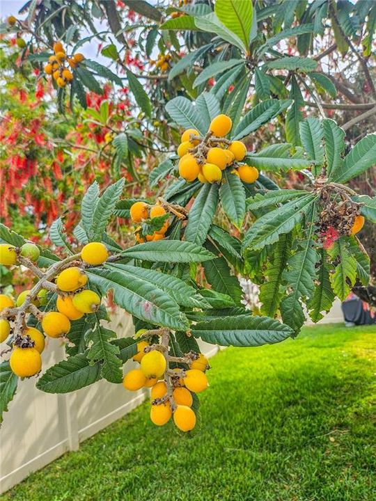 The home features a fruit bearing, Japanese Plum Loquat Tree, ideal for making jam.