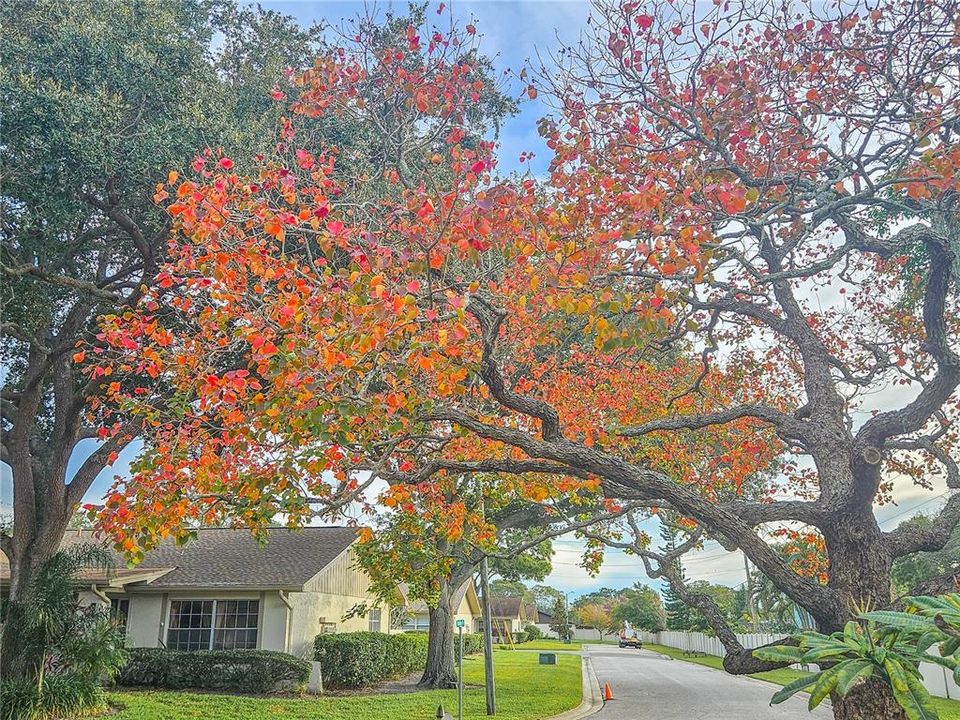 Chinese Tallow tree