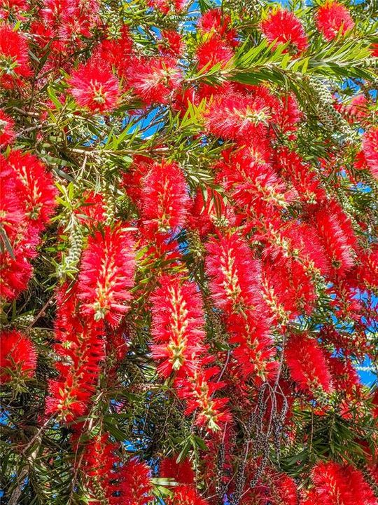 Back patio bottle brush tree.