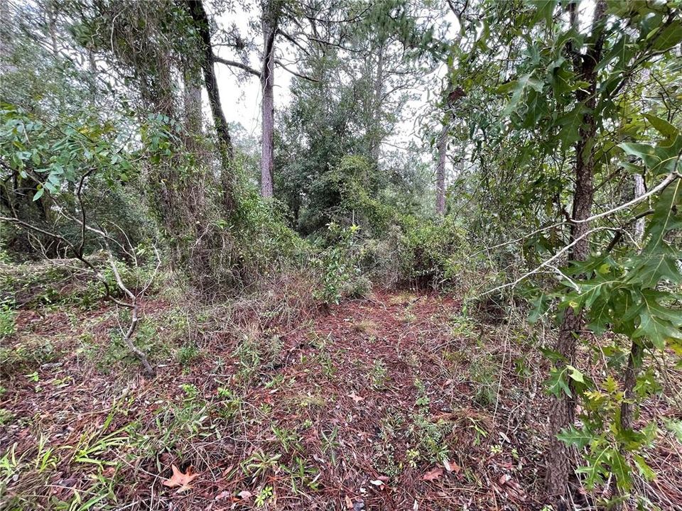 En Venta: $60,000 (1.25 acres)