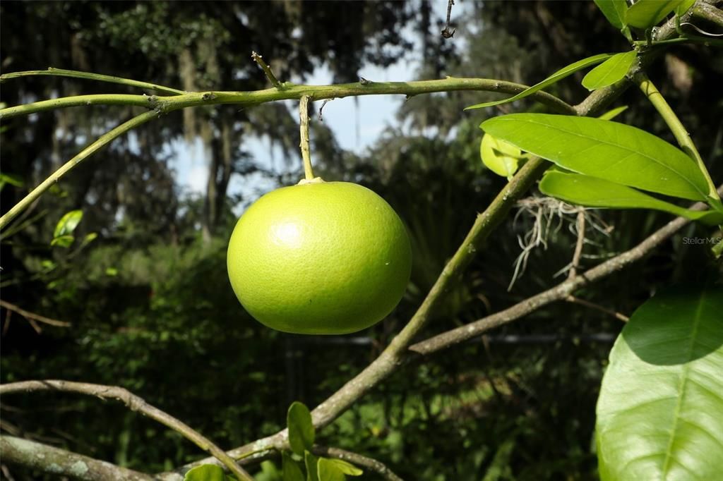 Citrus Tree