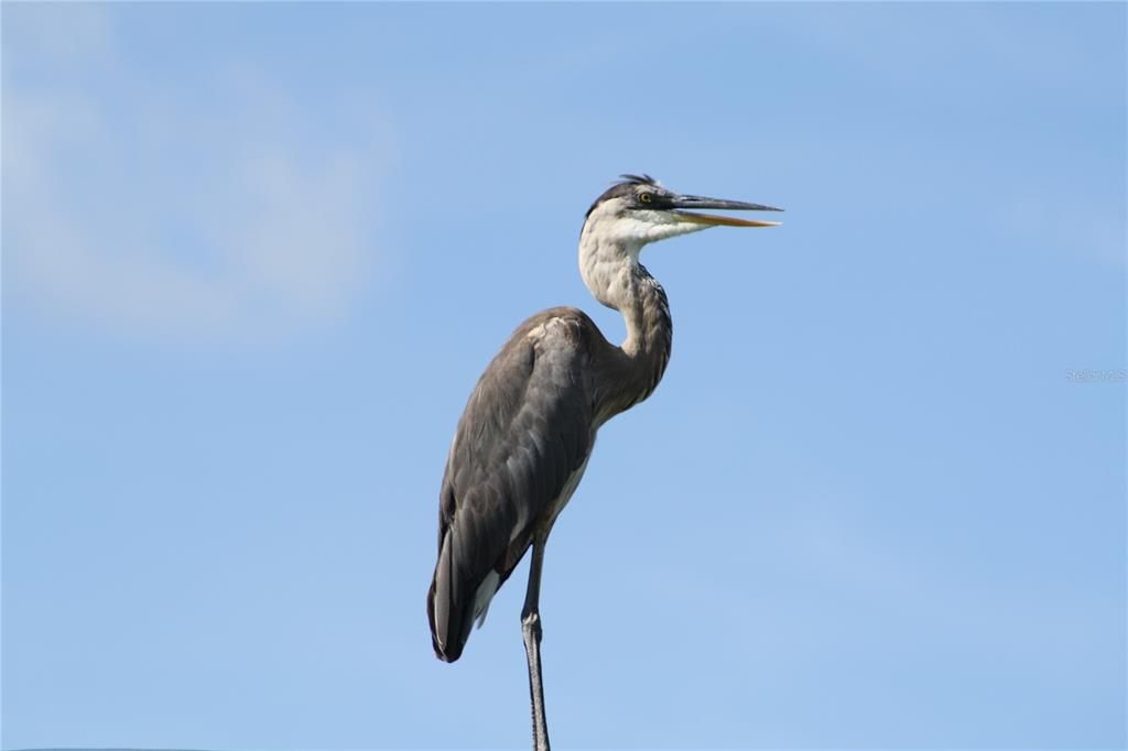 One of our many shore birds