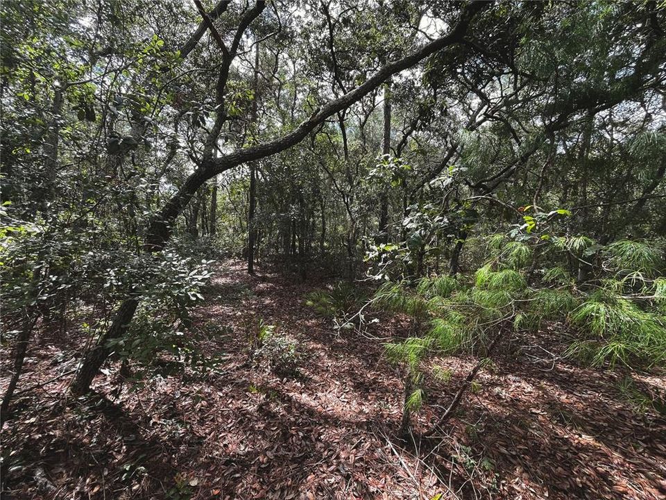 En Venta: $22,900 (0.31 acres)