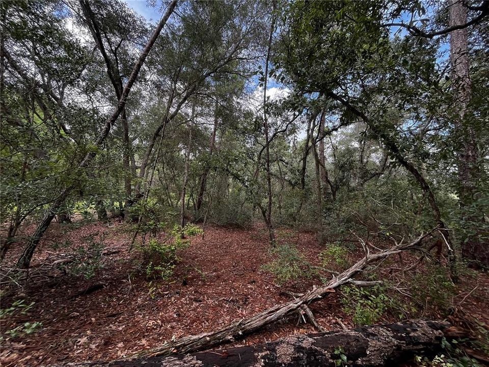 En Venta: $22,900 (0.31 acres)