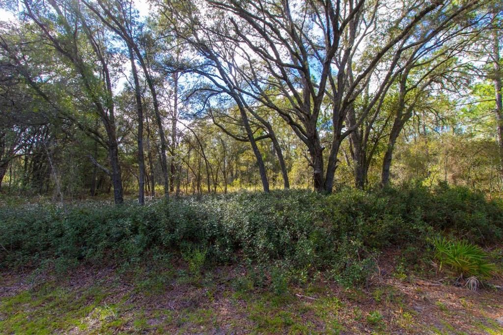 For Sale: $14,999 (0.25 acres)