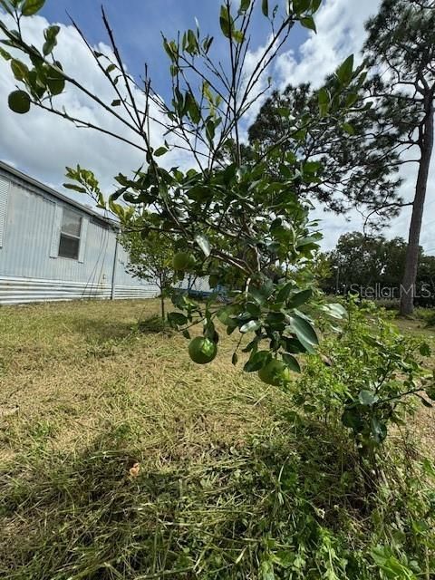 Fruit tree