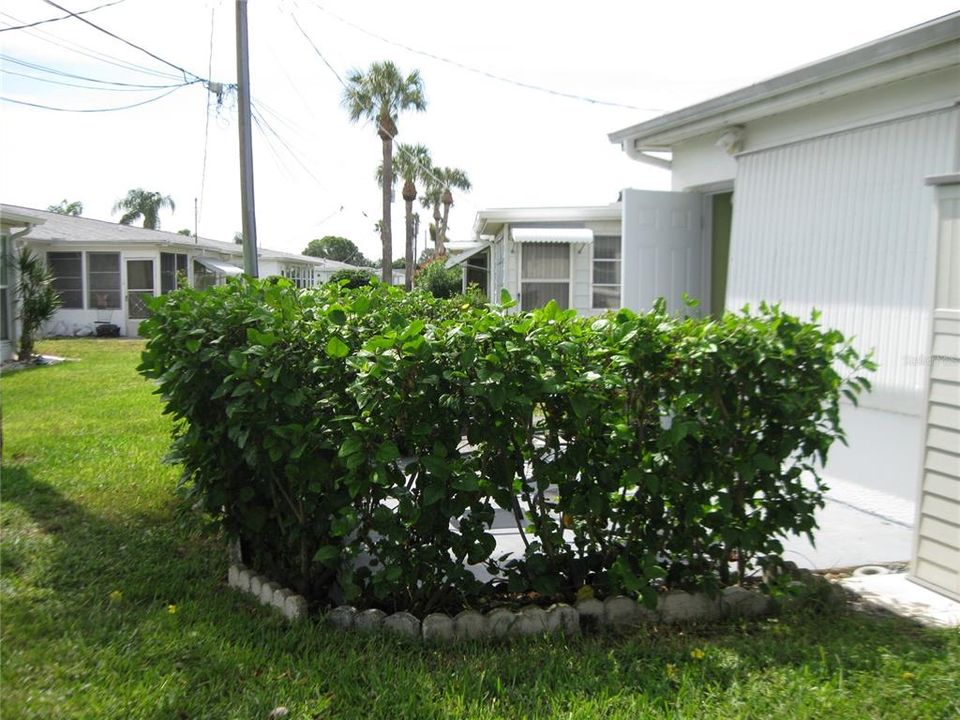 PATIO SURROUNDED BY HIBISCUS PLANTS