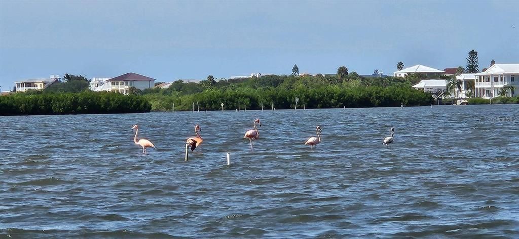 Flamingos near JB's Fish Camp