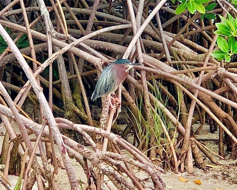 Little green heron in the mangroves