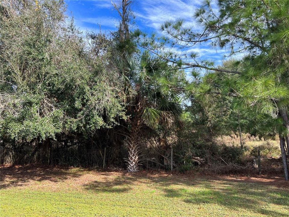 Trees behind property