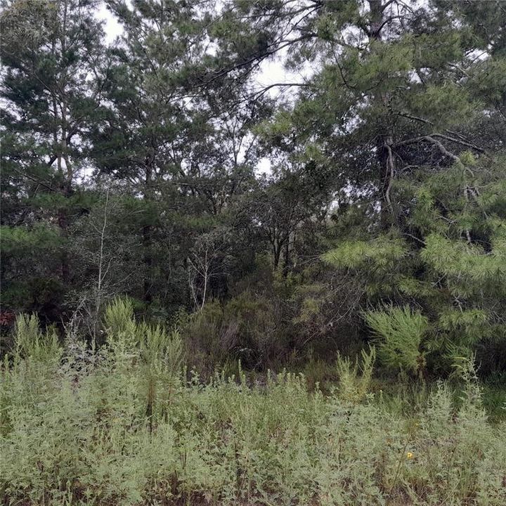 En Venta: $24,900 (1.00 acres)