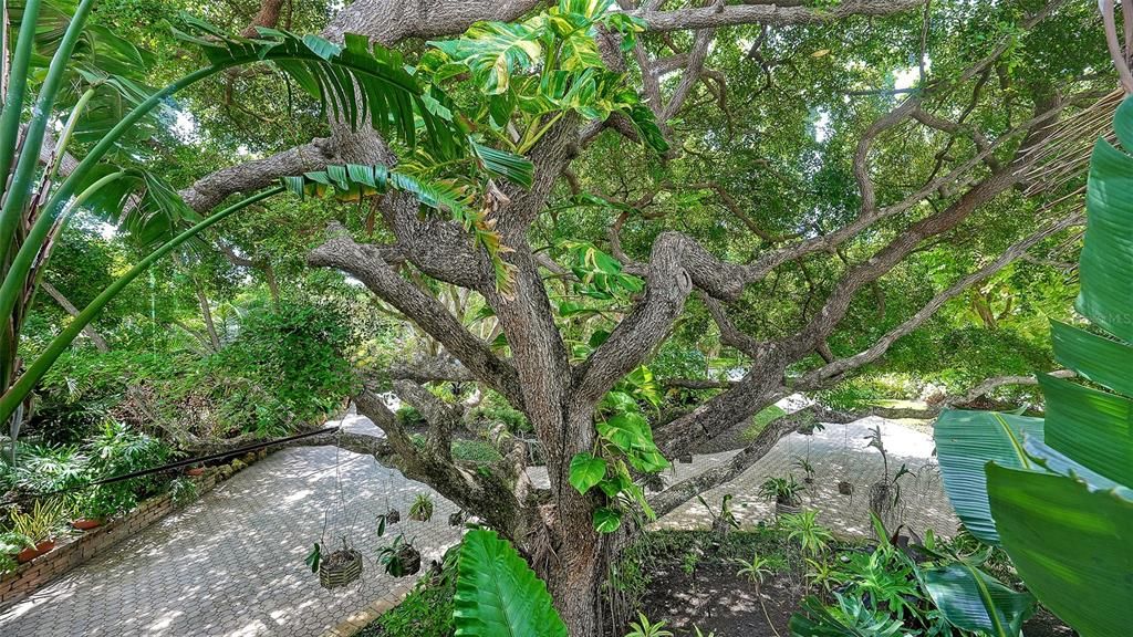 Tropical Views from the office