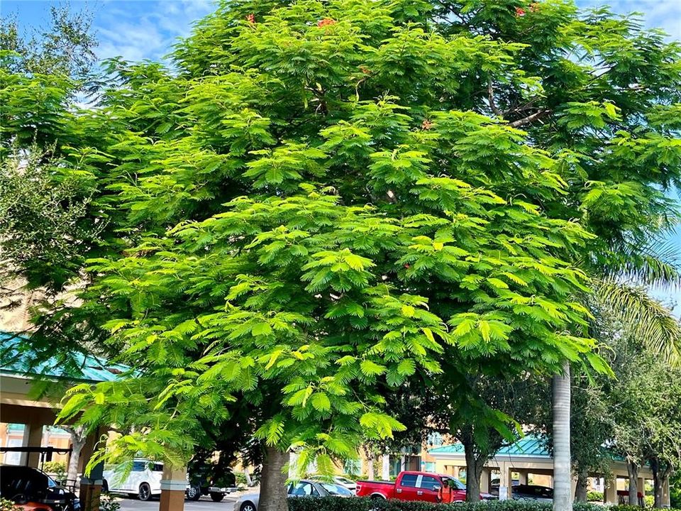 Lush Mature Foliage surrounds Harbor Towers