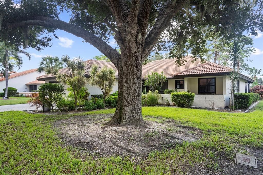 Large tree with beautiful landscaping