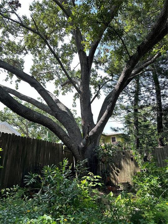 Beautiful mature trees