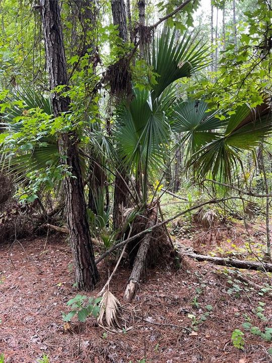 На продажу: $9,000 (0.23 acres)