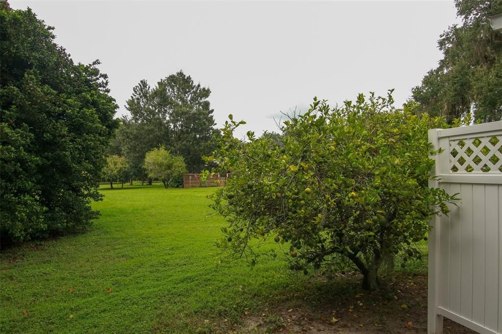 Fruit tree