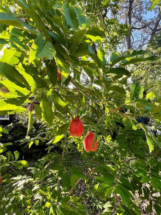 Gorgeous Lush Rose Apple Tree's all over the huge yard!