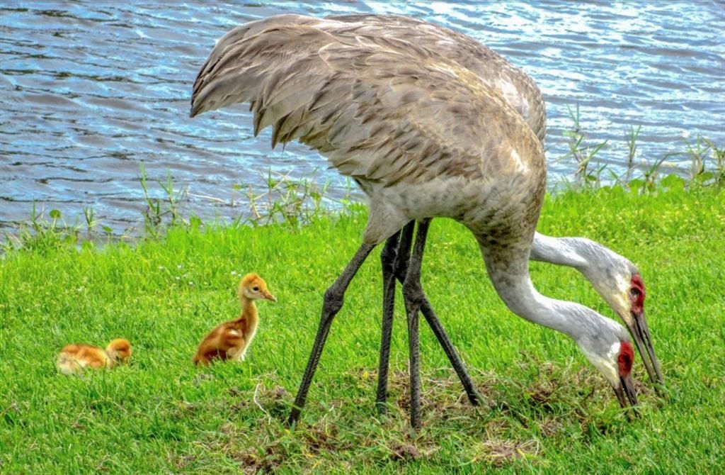 Wildlife found in Lake Ashton