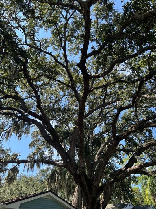 mature oak tree in the front.. beautiful