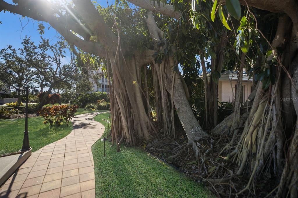 Gorgeous mature trees adjacent to the Main Clubhouse