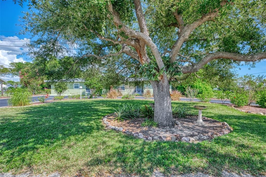 Beautiful oak tree located in the front yard of this 2484 sq ft home with .41 acres.