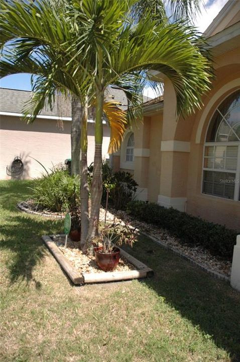 Mature Palm tree landscaping