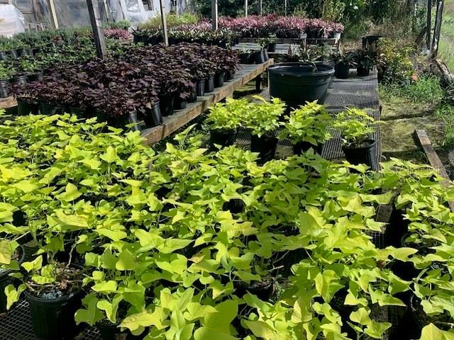 wholesale nursery