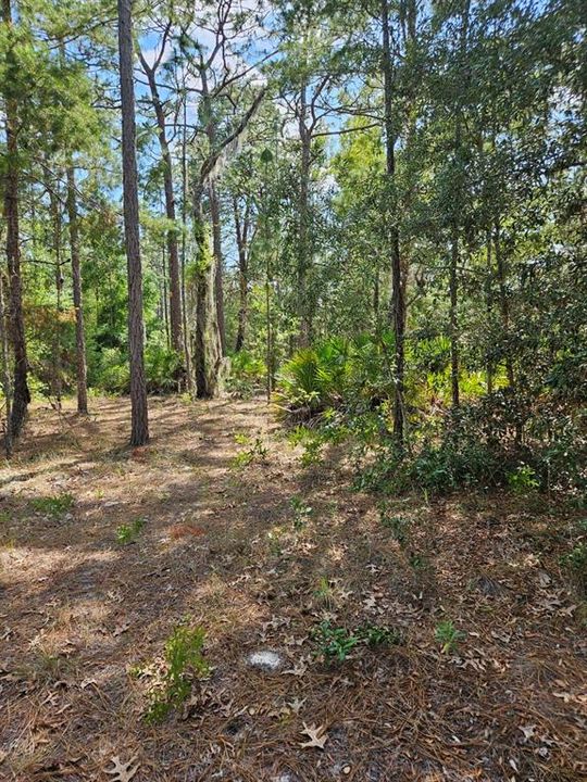 На продажу: $72,800 (2.03 acres)