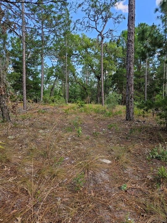 For Sale: $72,800 (2.03 acres)