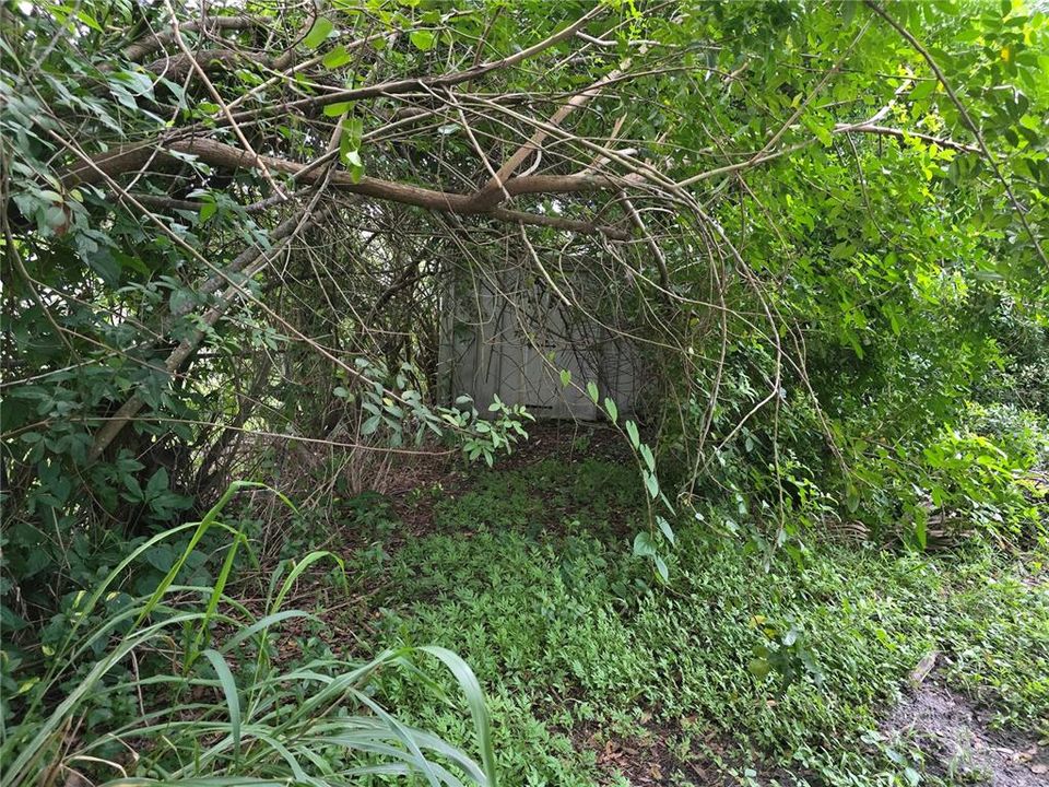 Backyard trail to shed