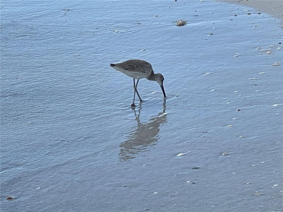 Peaceful Gulf beaches