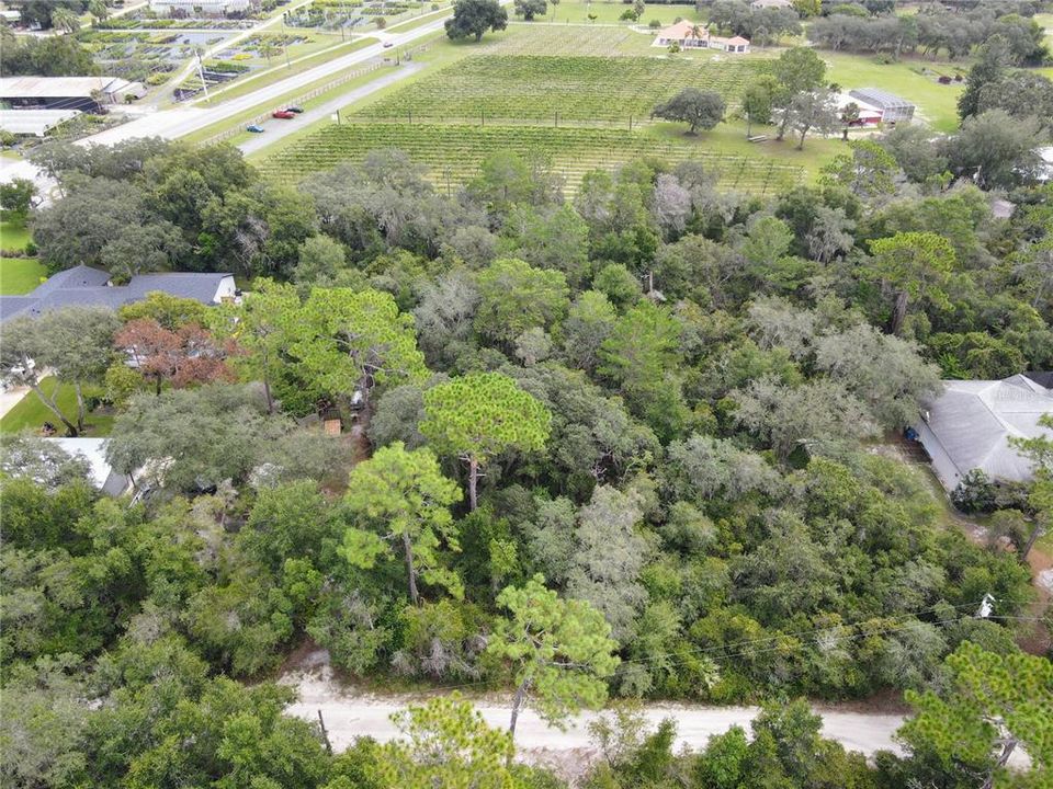 Doyle Rd at left. Winery abuts your new property at the rear, and the quiet little lane is at the front.