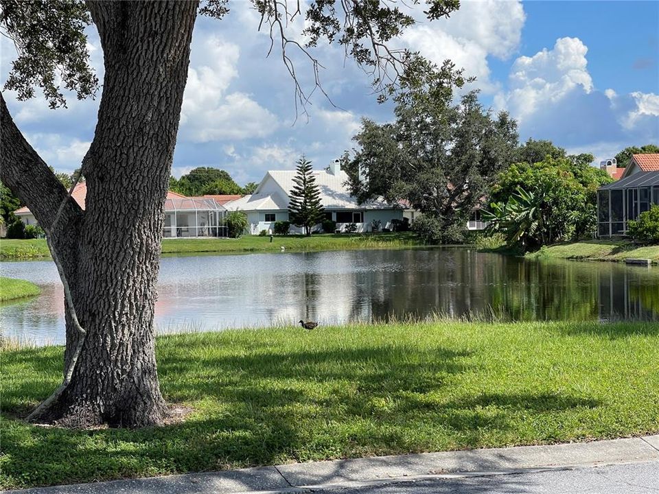 As you drive to the community pool you may encounter Florida birds around the lakes at The Trails.