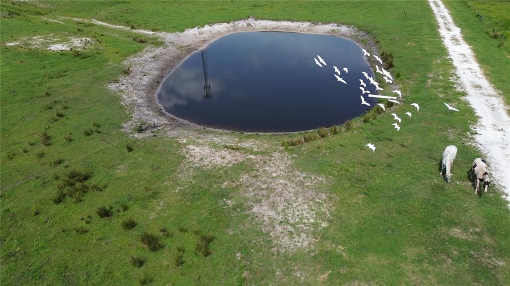 Cattle Watering hole