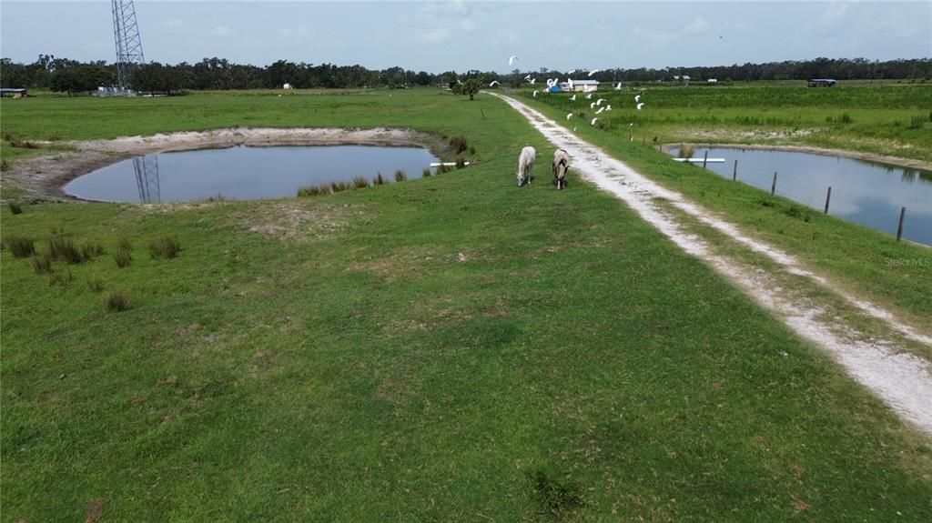 Cattle watering hole