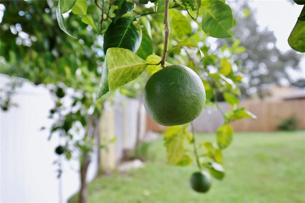 Lime Trees