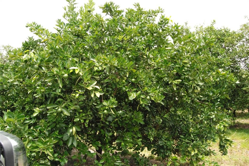 Recently Sold: $59,900 (10.00 acres)