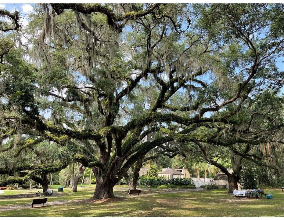 Majestic oaks trees - a beautiful place to picnic, reflect, have a birthday party, or even a wedding!