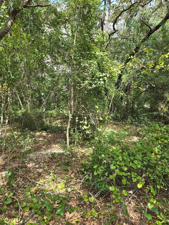 En Venta: $13,000 (0.25 acres)