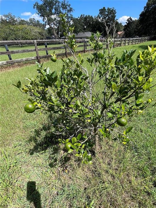 Lime Tree