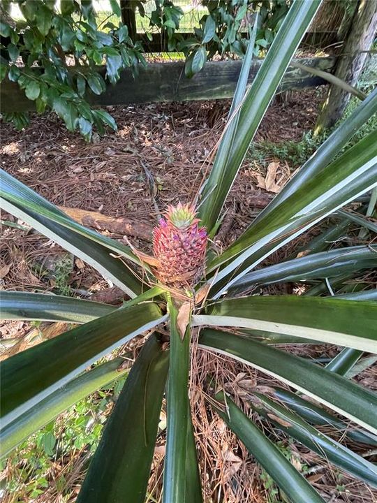 Pineapple