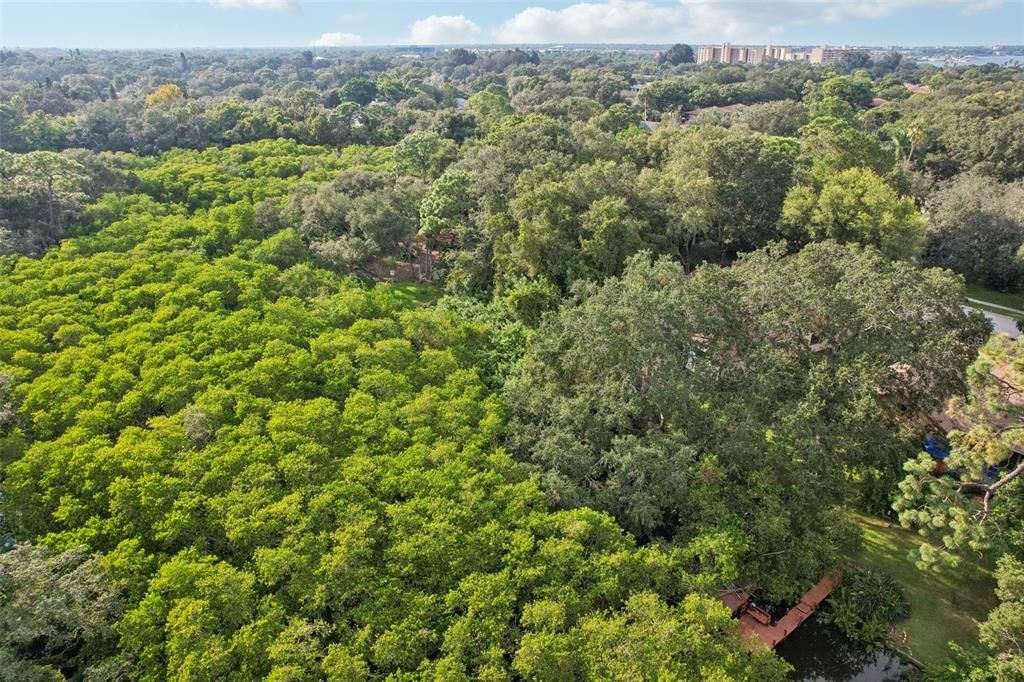 lighter green is the mangroves following the creek in the rear of property