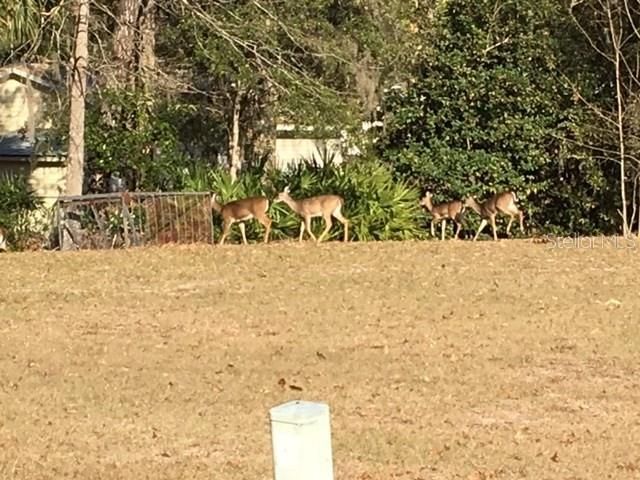 deer roam freely in the neighborhood