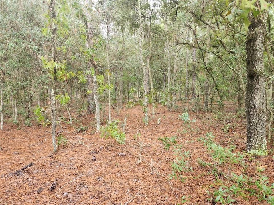 En Venta: $74,900 (1.16 acres)