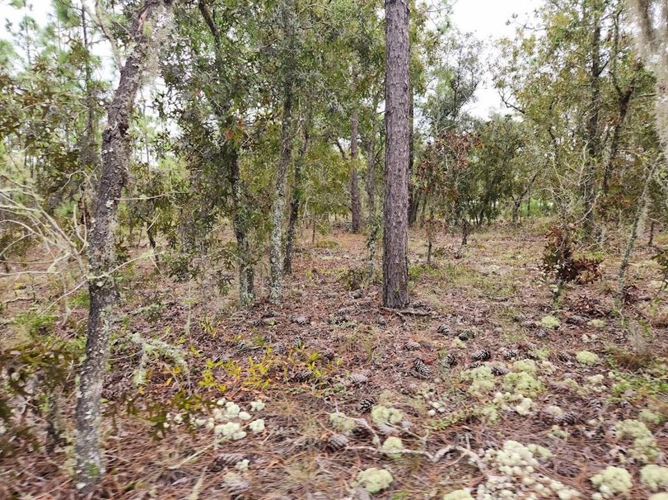 En Venta: $74,900 (1.12 acres)