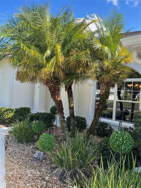 CLOSE UP FRONT PALMS AND FLOWER BED