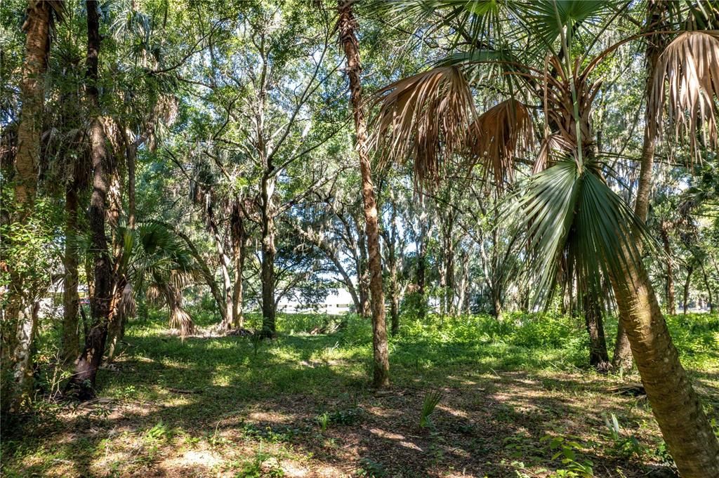 Wooded with gorgeous palm, oaks and various other Florida trees