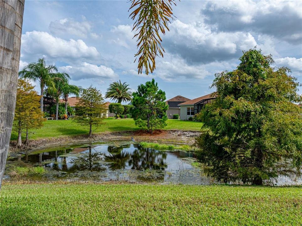 Seasonal pond with trees