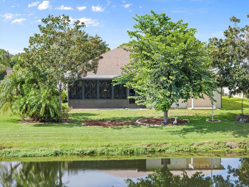 Pond View from the back yard